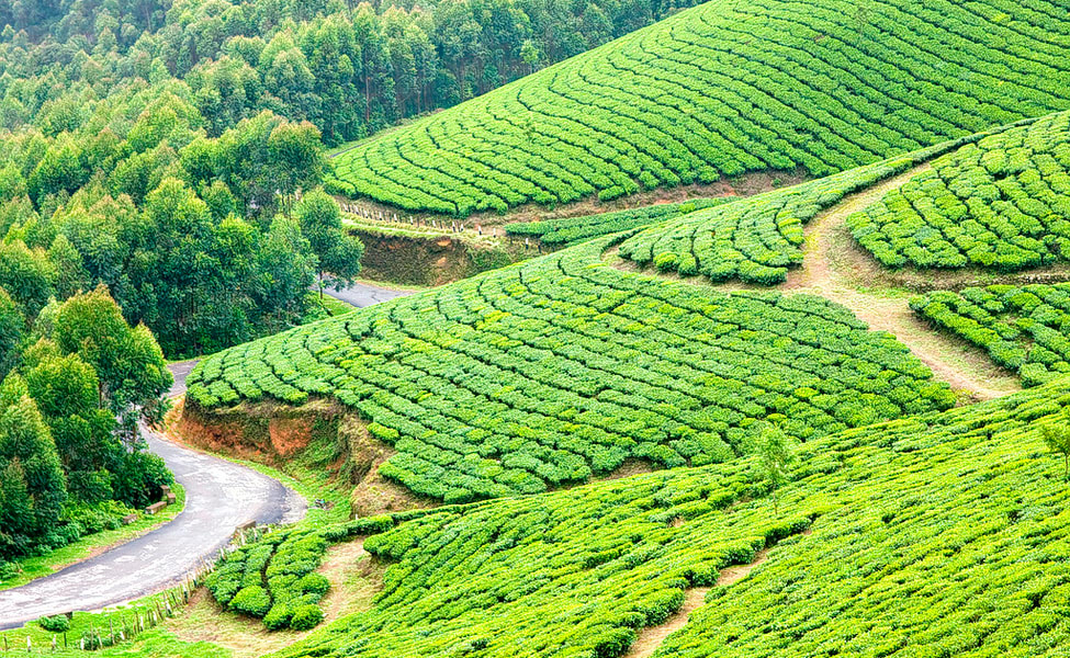 Day : 04 Thekkady - Kerala Houseboats (160 kms)