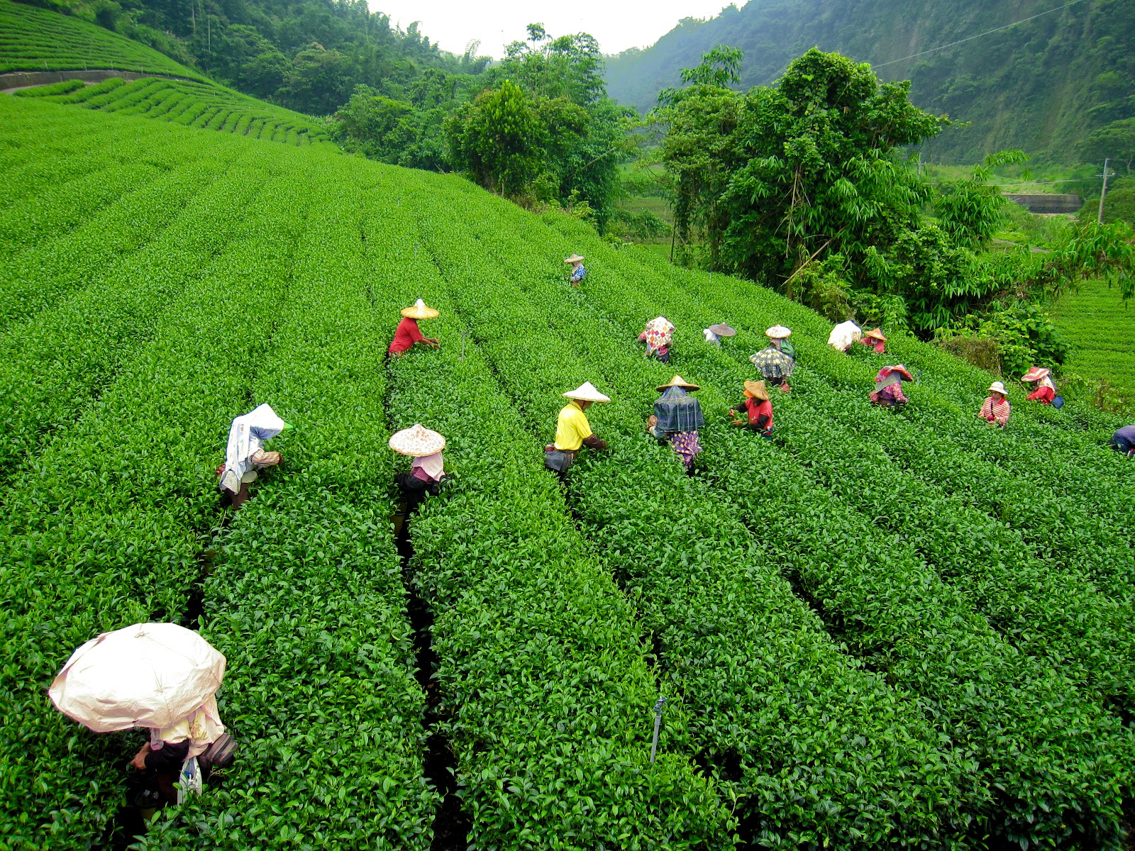 Day 04 Darjeeling